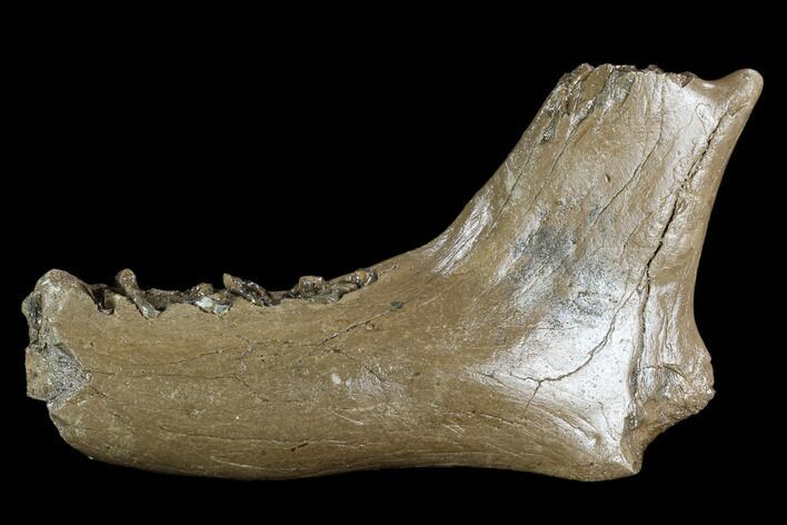 Bargain, Irish Elk Jaw Section - Pleistocene, Germany #123489